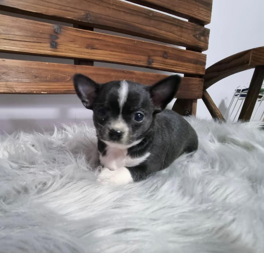 Chihuahua
