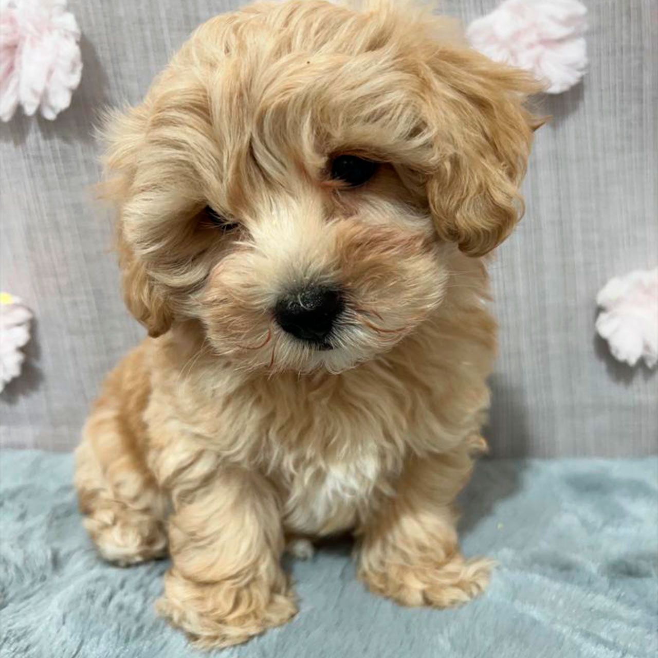 Maltipoo 2