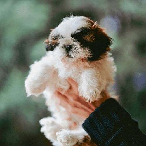 Shih Tzu 3