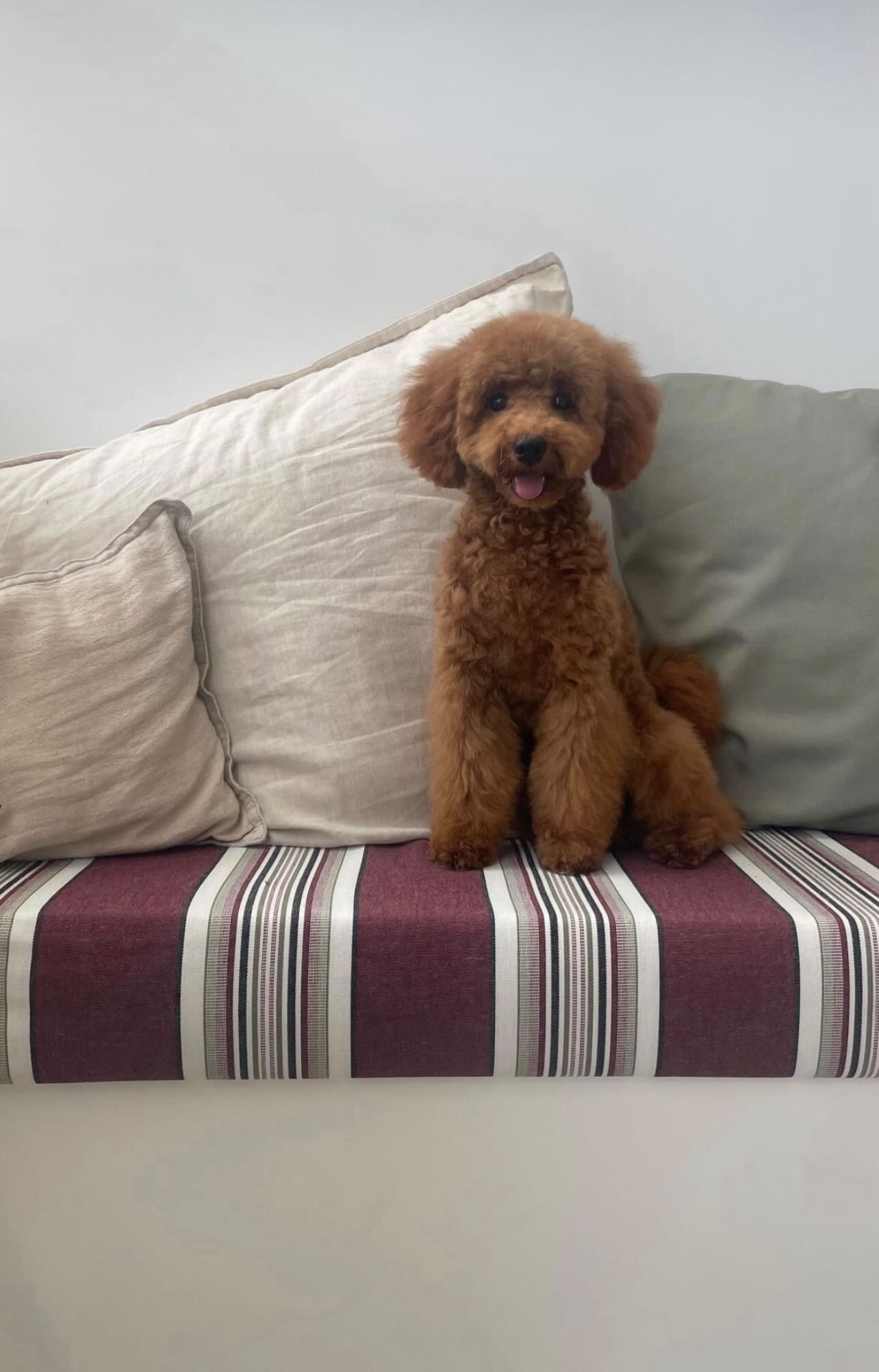 A couple with their new puppy in a park.