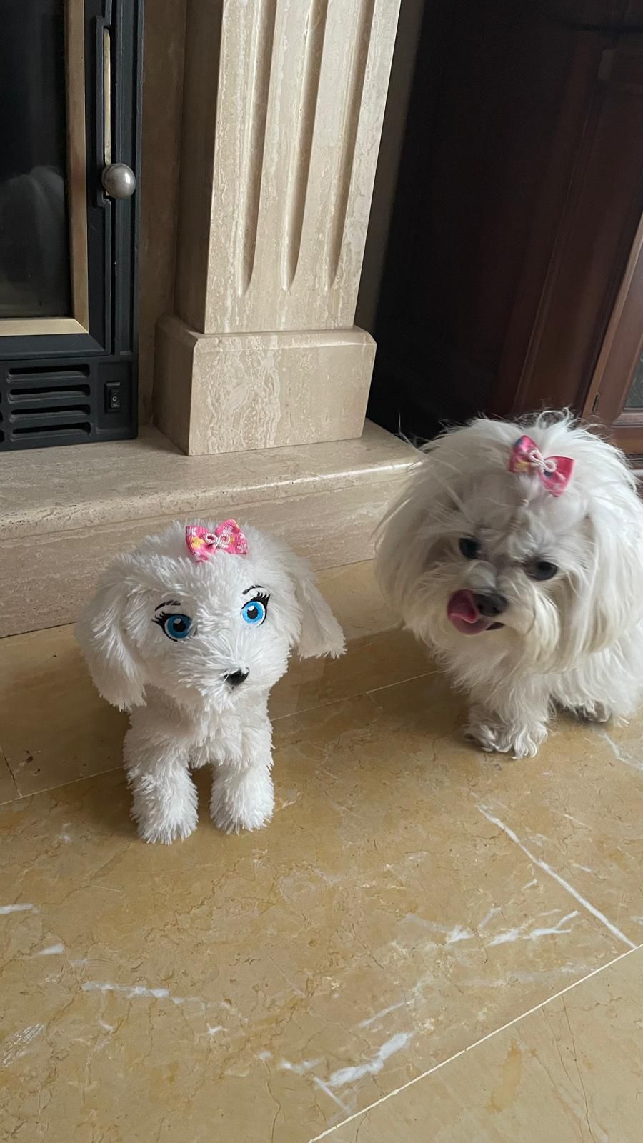 A person posing with their new puppy.