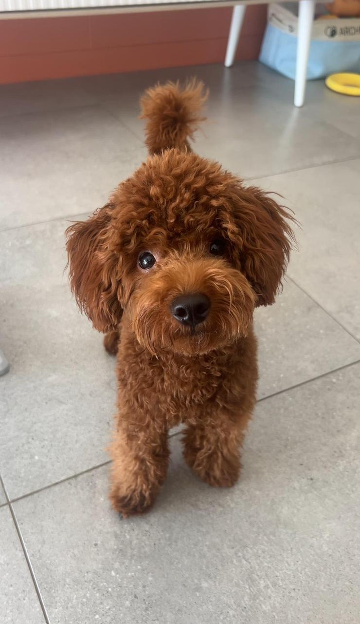 A cute puppy sitting on a lap.