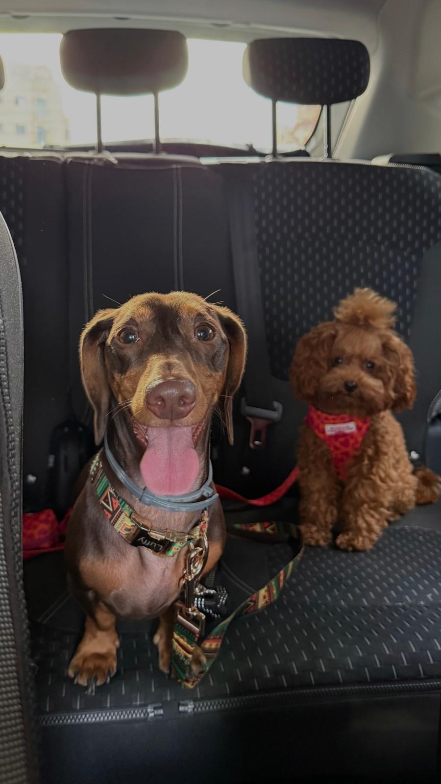 A cute puppy sitting on a lap.