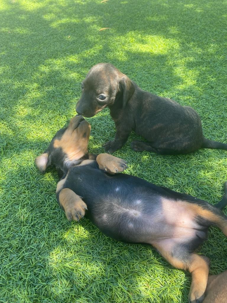 PuppyCream kennel facilities