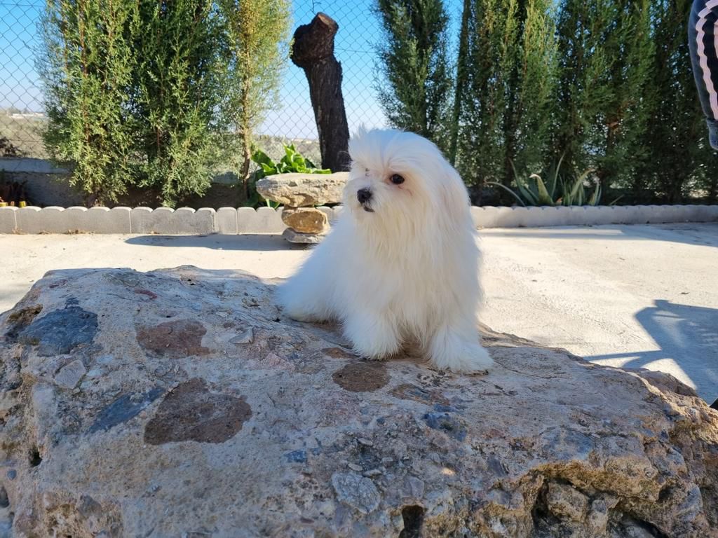 Puppies playing outdoors