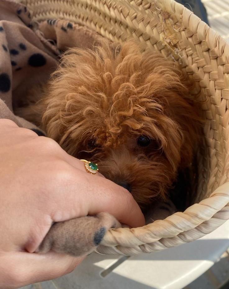 PuppyCream team caring for puppies