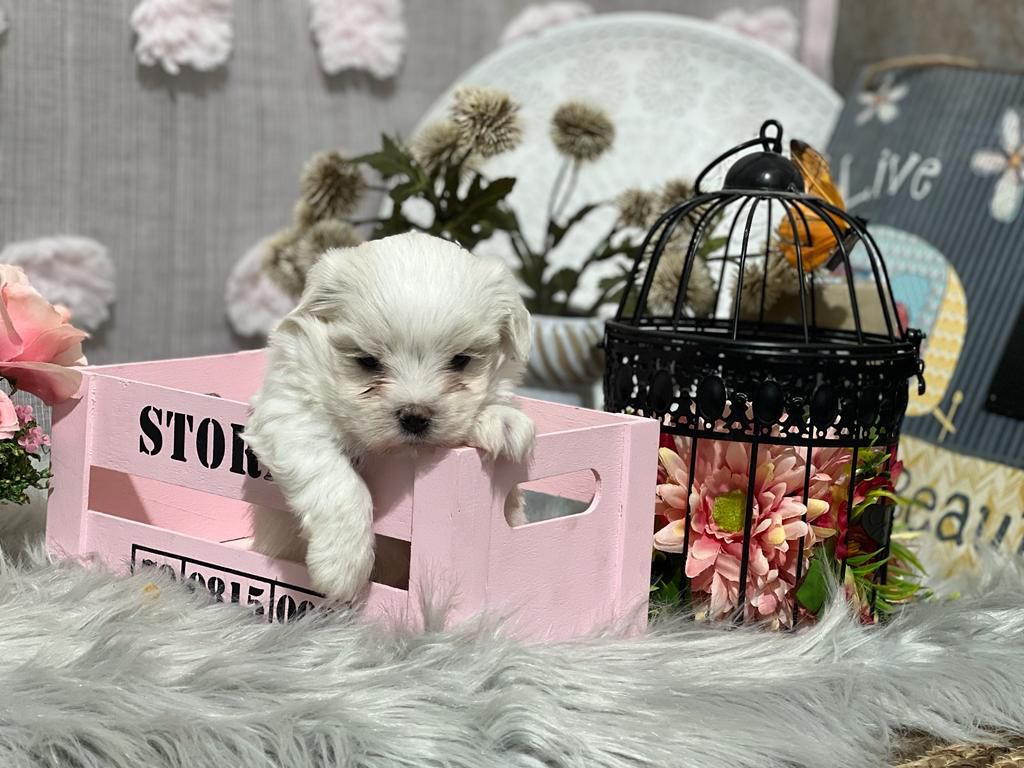 Puppy in a natural environment