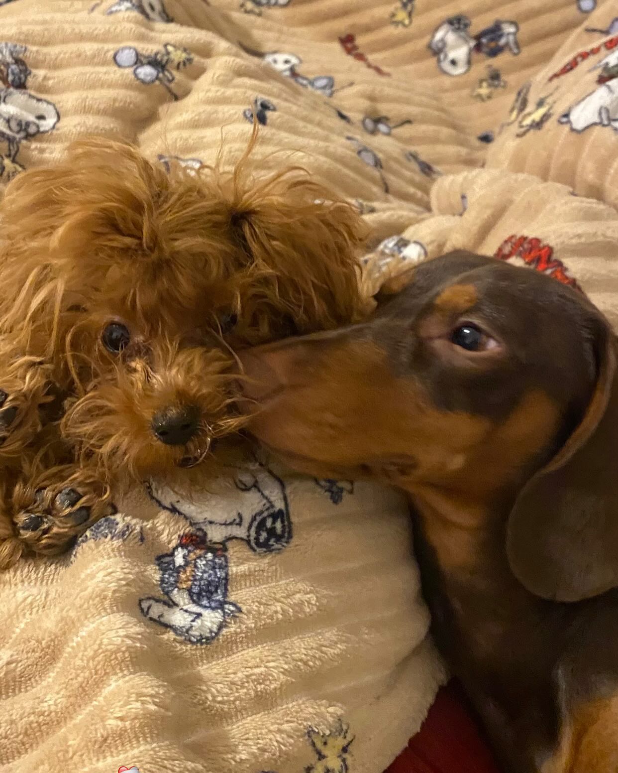 Cachorro adorable corriendo en un prado verde