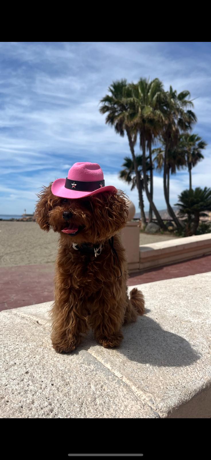 Cute puppy looking sideways