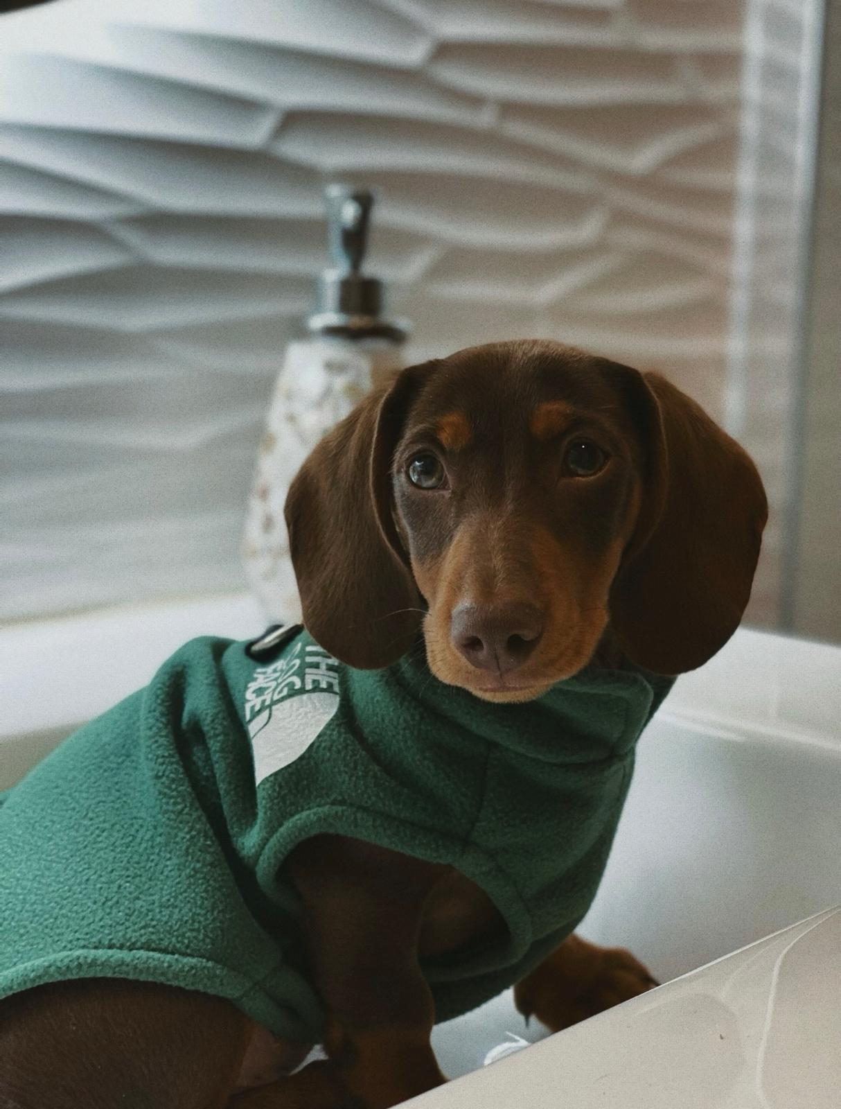 Cute puppy looking at the camera