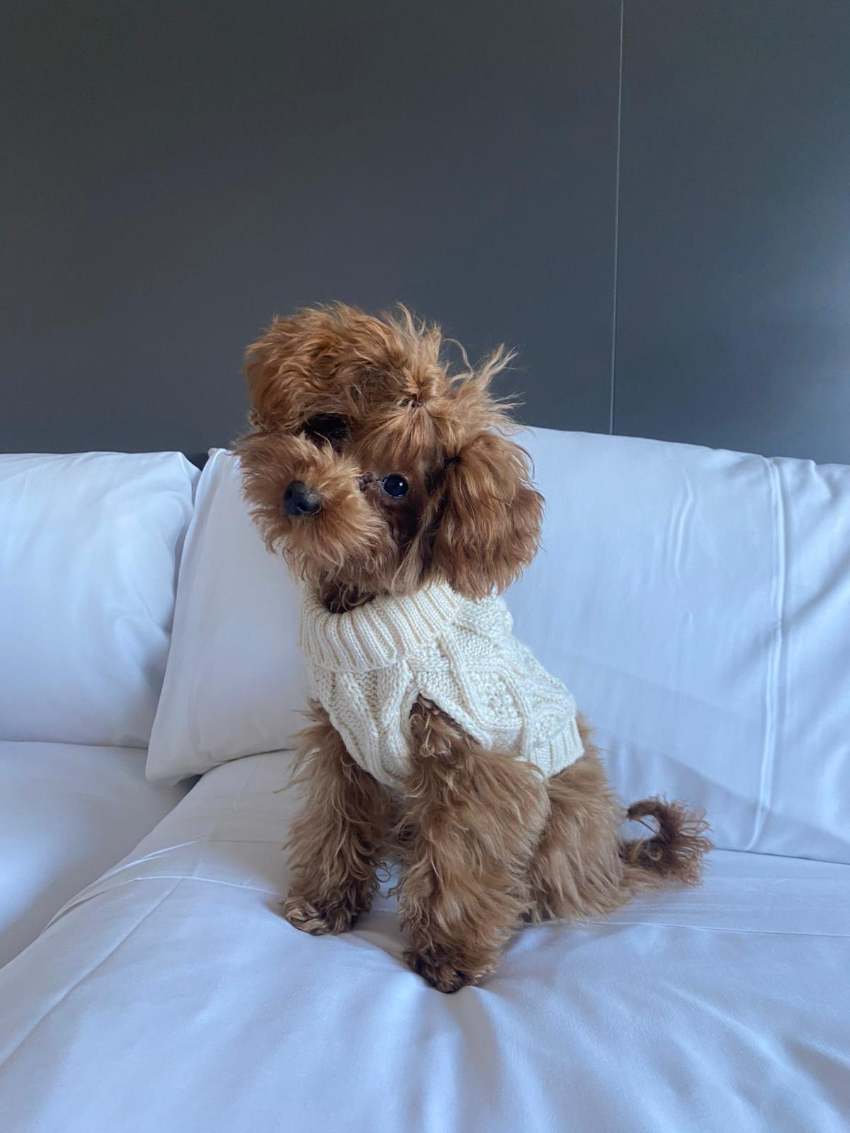 Another picture of Vainilla puppy